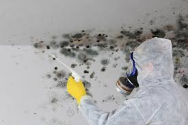 Environmental Consulting for Mold Prevention in Oakville, MO